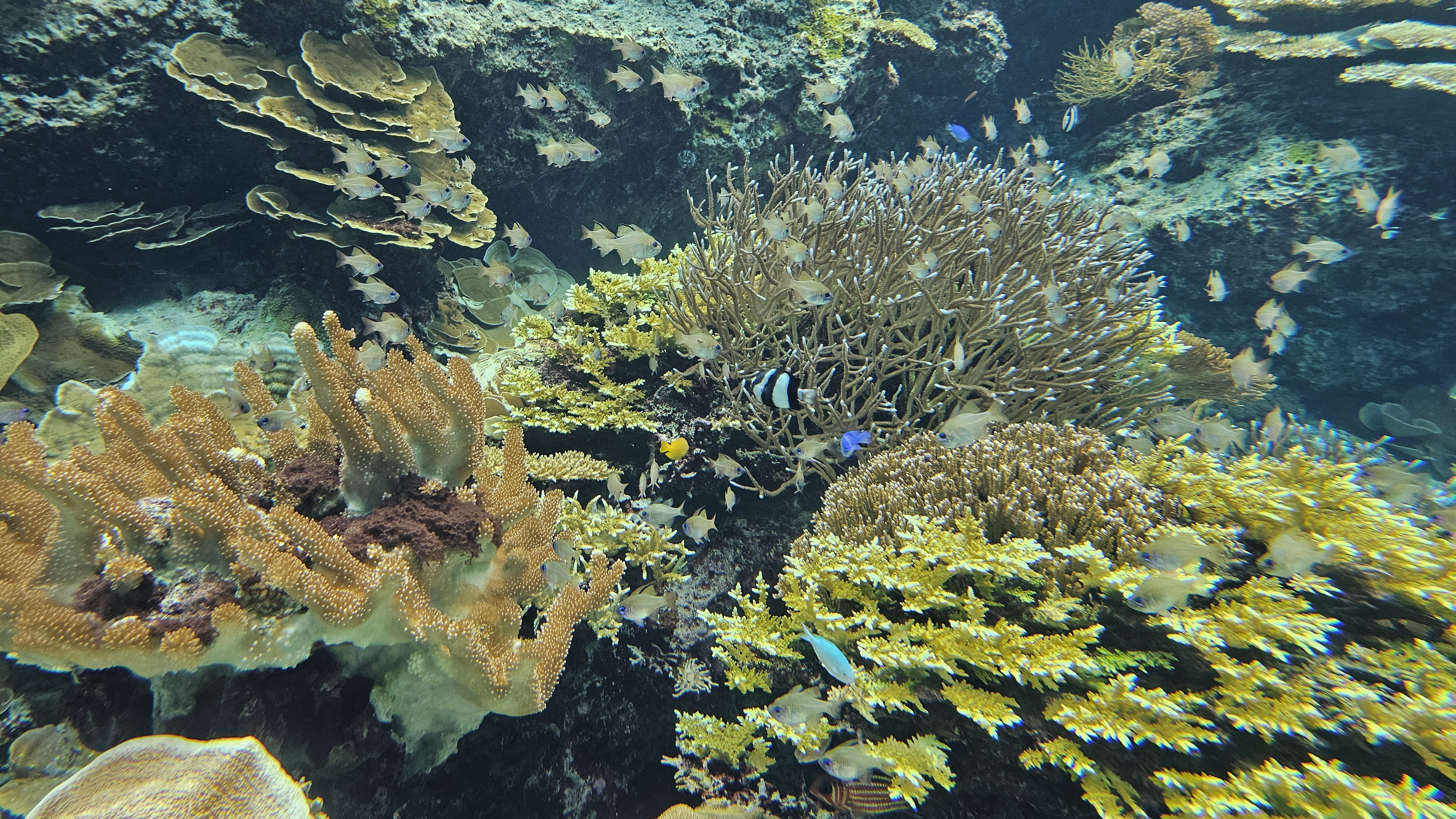 Marine & Coastal Ecosystems conservation